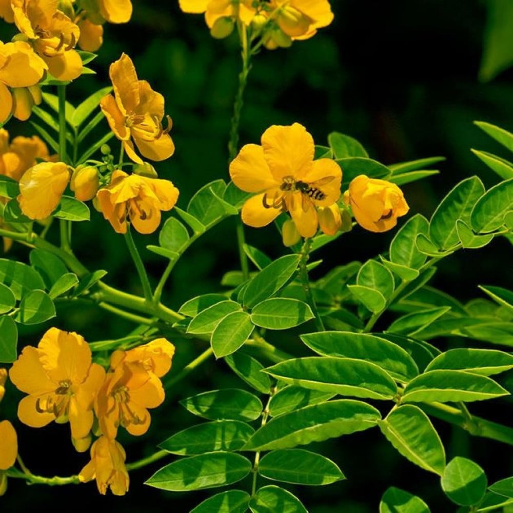 Senna Leaves - سنامكي