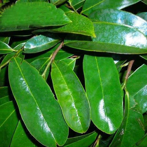 Soursop Leaves - أوراق القشطة