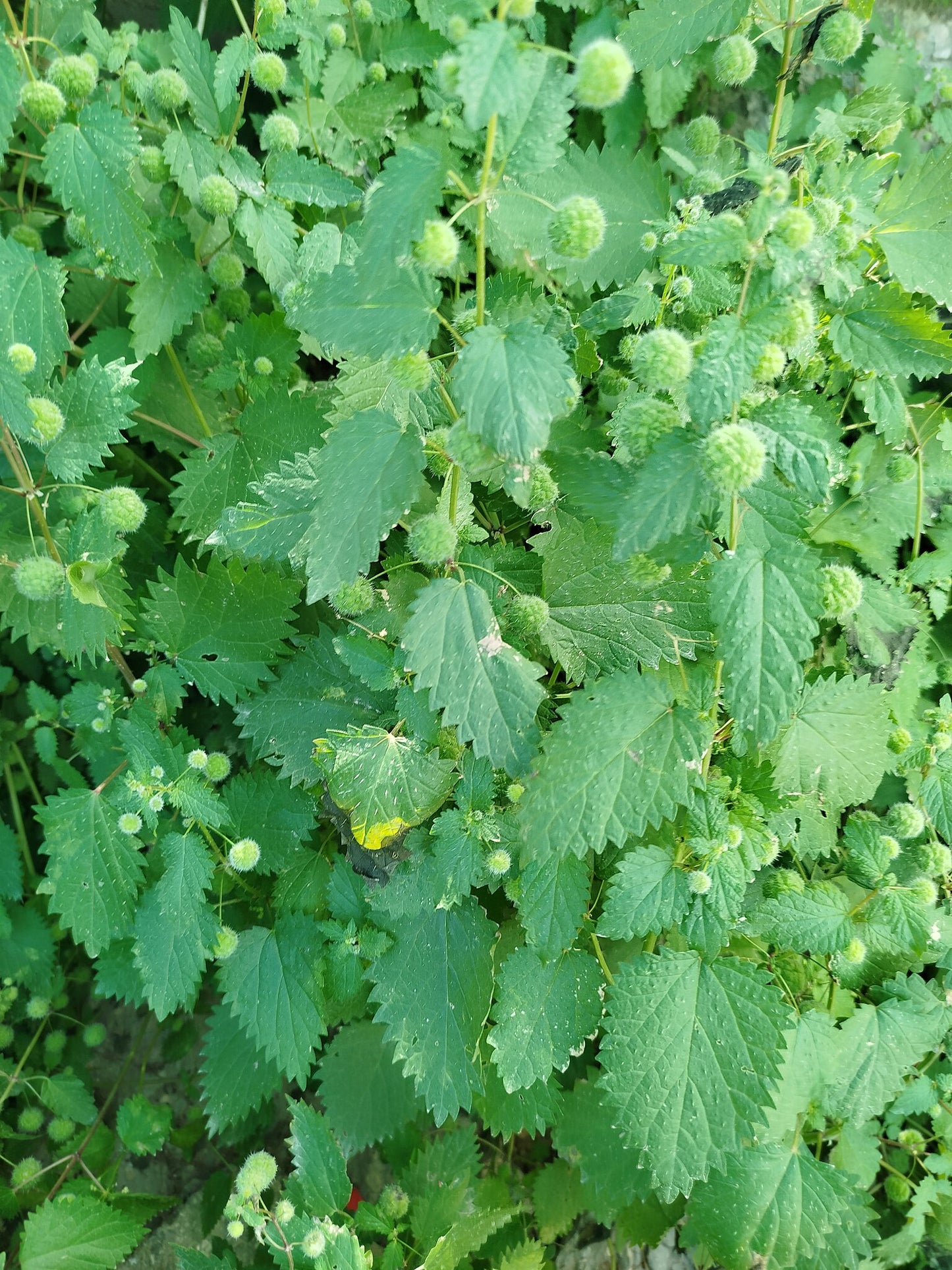 قراص - Nettle