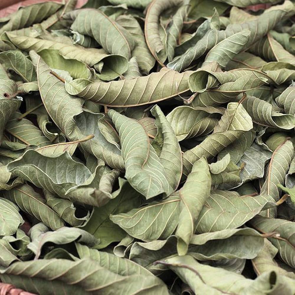 Guava Leaves - أوراق الجوافة