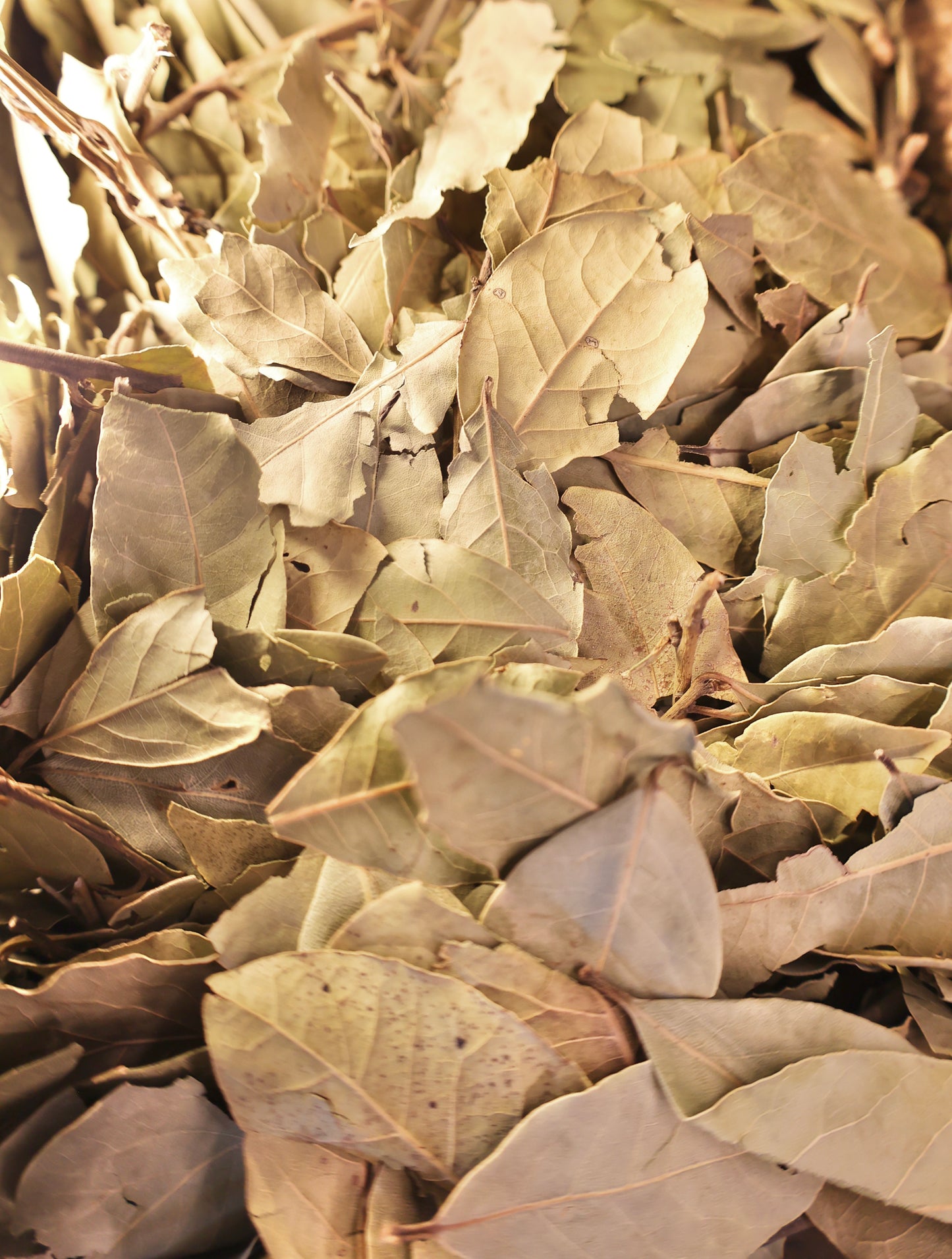 Bey Leaves - ورق غار