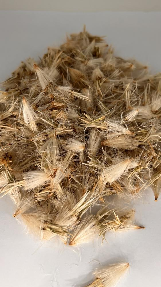 شوك الجمل - Milk Thistle