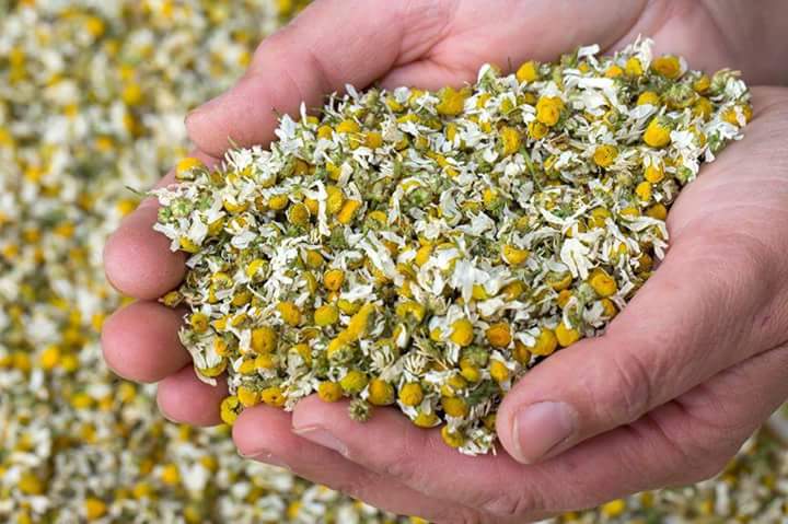 Chamomile - البابونج