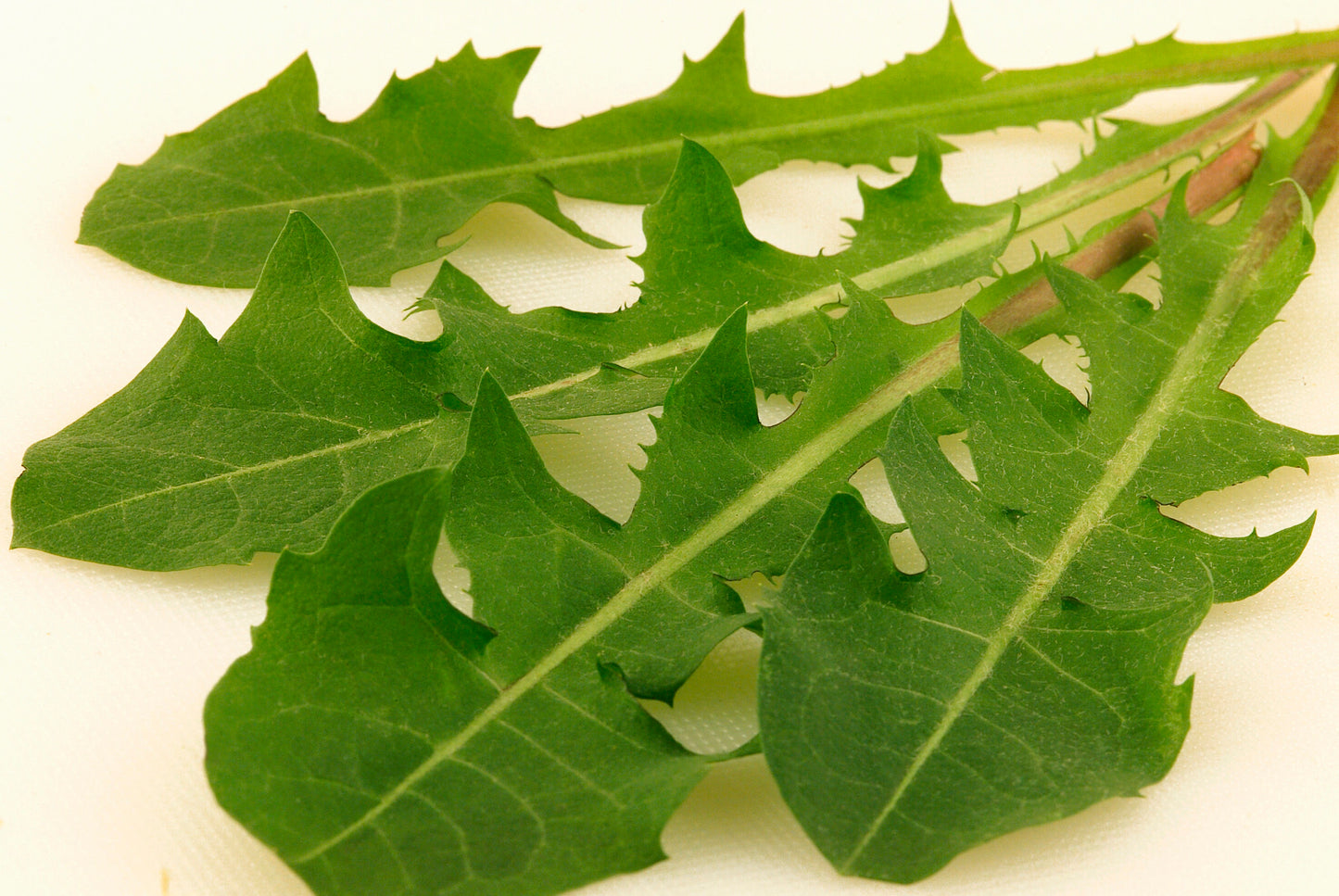 الهندباء - Dandelion