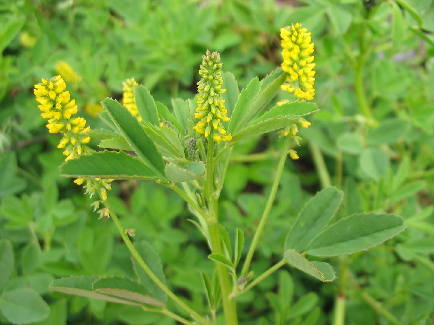 حندقوق - Sweet Clover