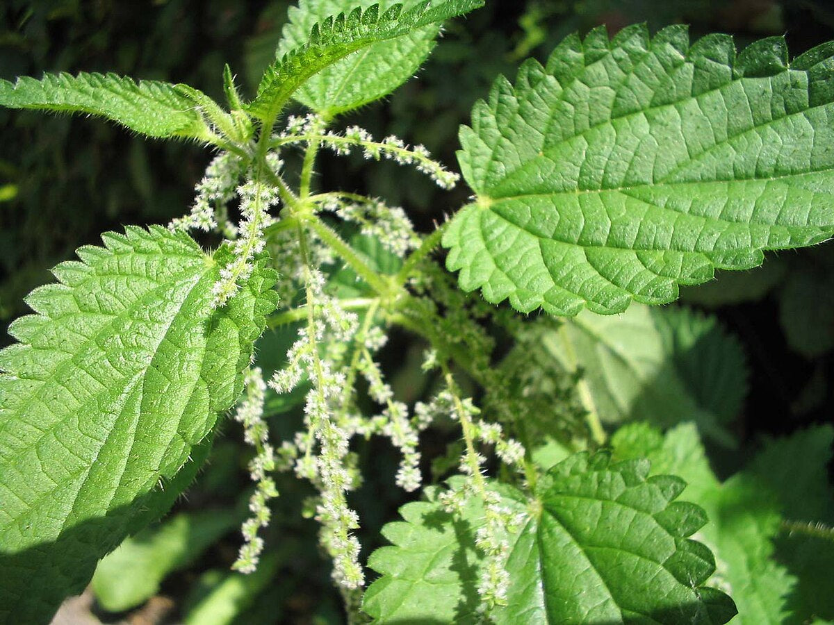 قراص - Nettle