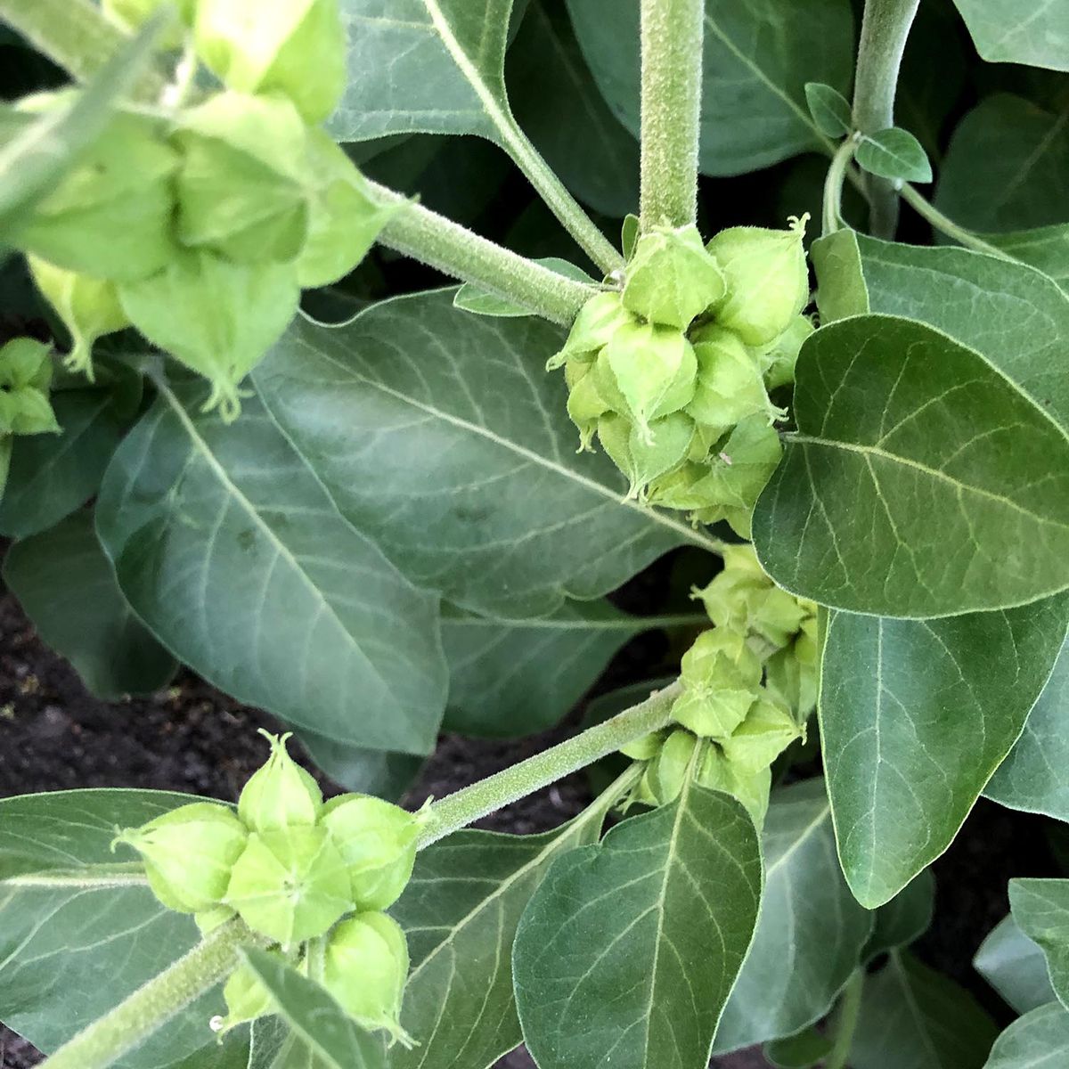 Ashwagandha - الأشواغاندا