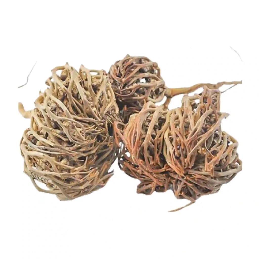 Chaste Tree (Vitex agnus-castus) - كف مريم