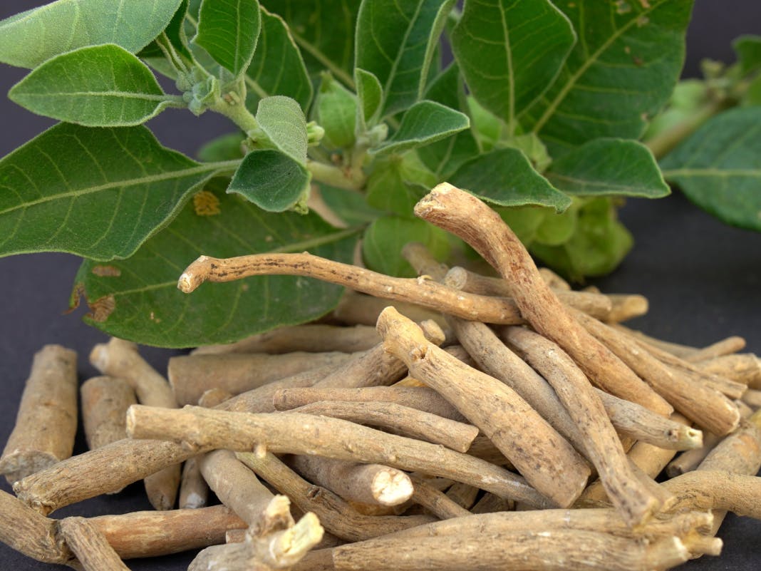 Ashwagandha - الأشواغاندا