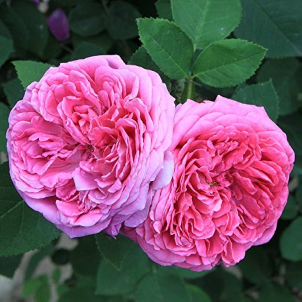 Damask Rose - الورد المحمدي