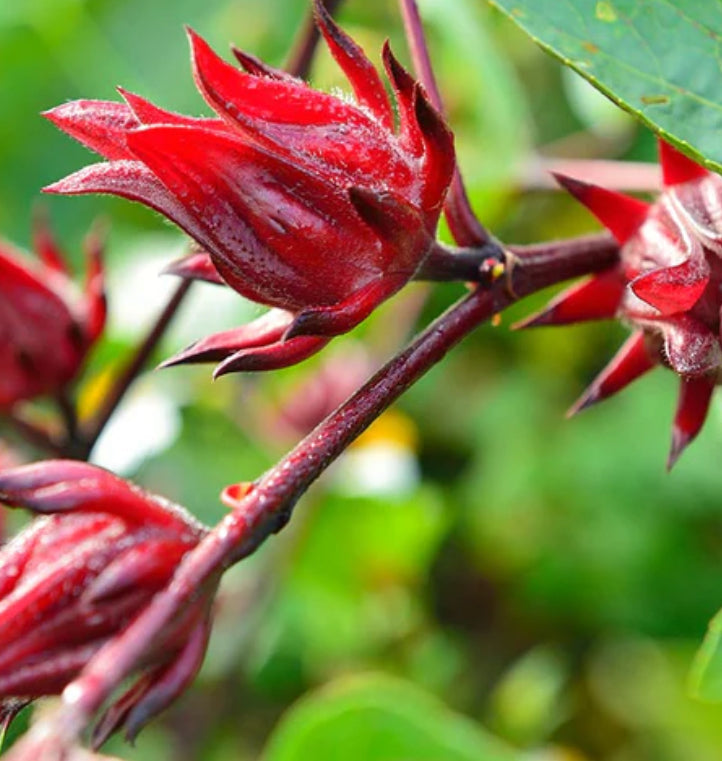 Hibiscus flower - كركاديه