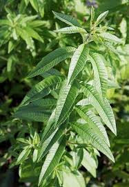 المليسة - Lemon Balm (Melissa)