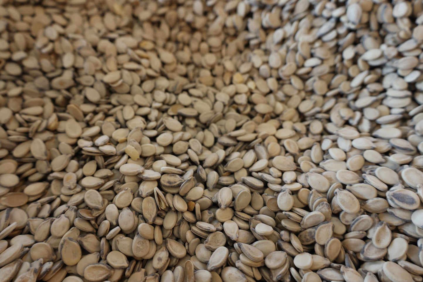 Palestinian seeds Mubakhar