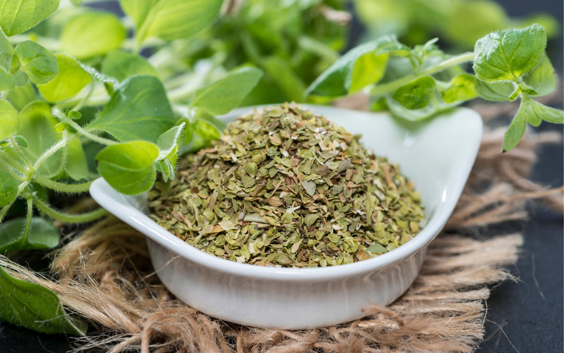 اوربجانو - Oregano