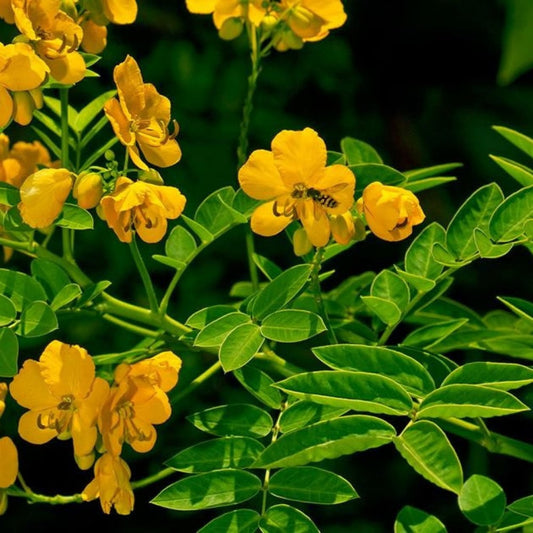 Senna Leaves - سنامكي