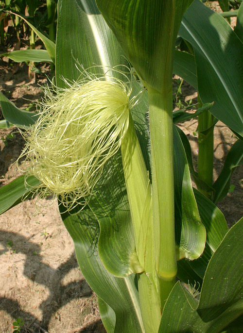 شرش الذرة - Corn Silk
