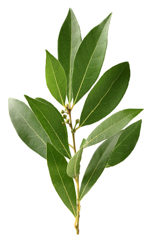 Bey Leaves - ورق غار