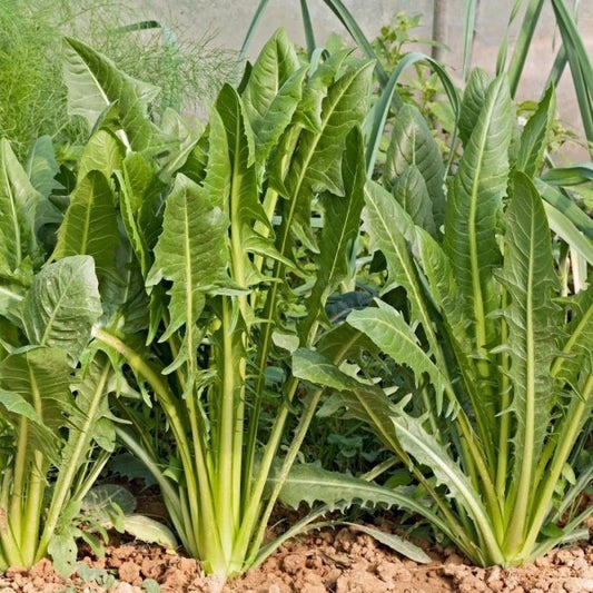 الهندباء - Dandelion