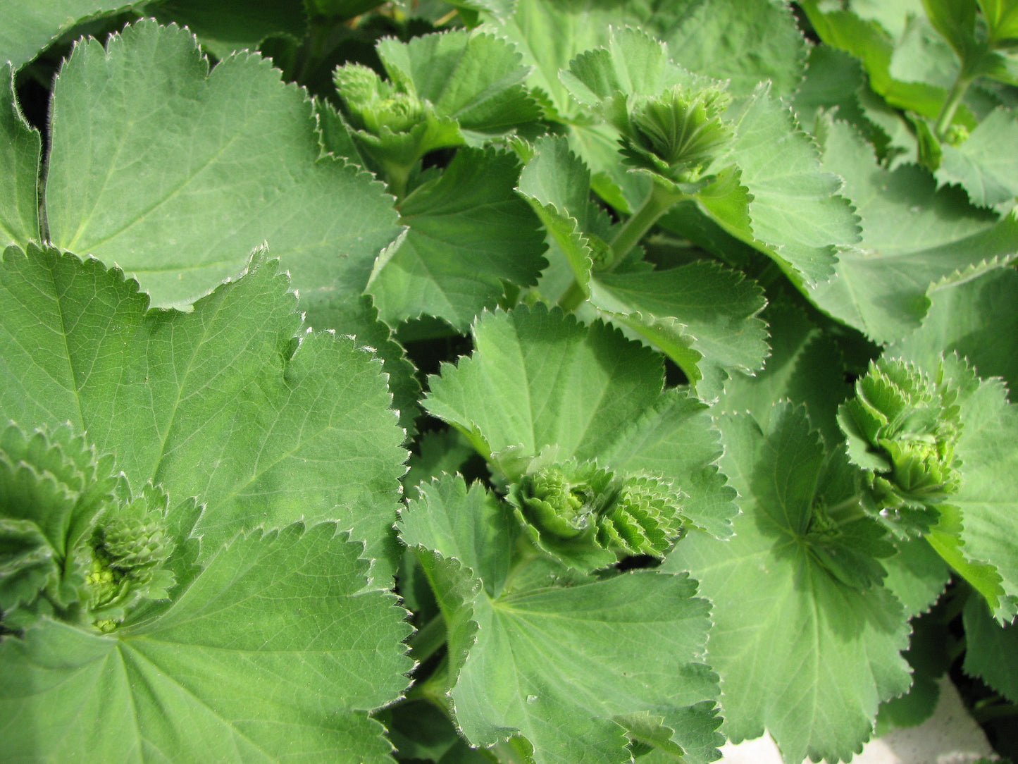 رجل الأسد - Lady’s Mantle