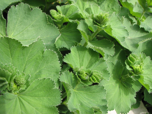 رجل الأسد - Lady’s Mantle
