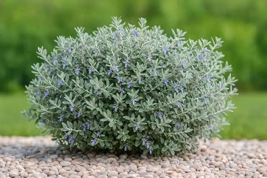 الجعده - Tribulus