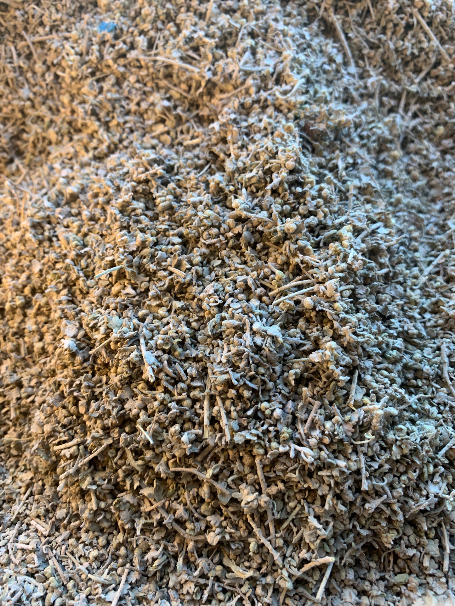 زهرة الشيح -  Wormwood Flower