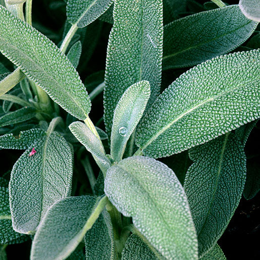 ميرمية بلدية - Sage