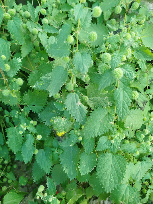 قراص - Nettle