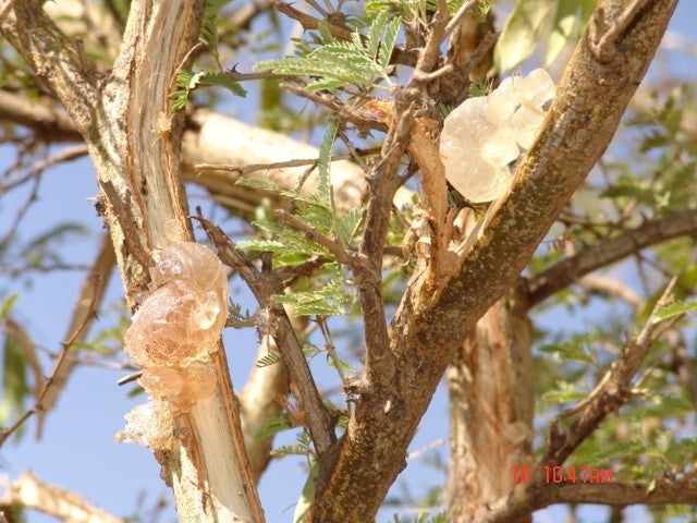 صمغ عربي - Gum Arabic