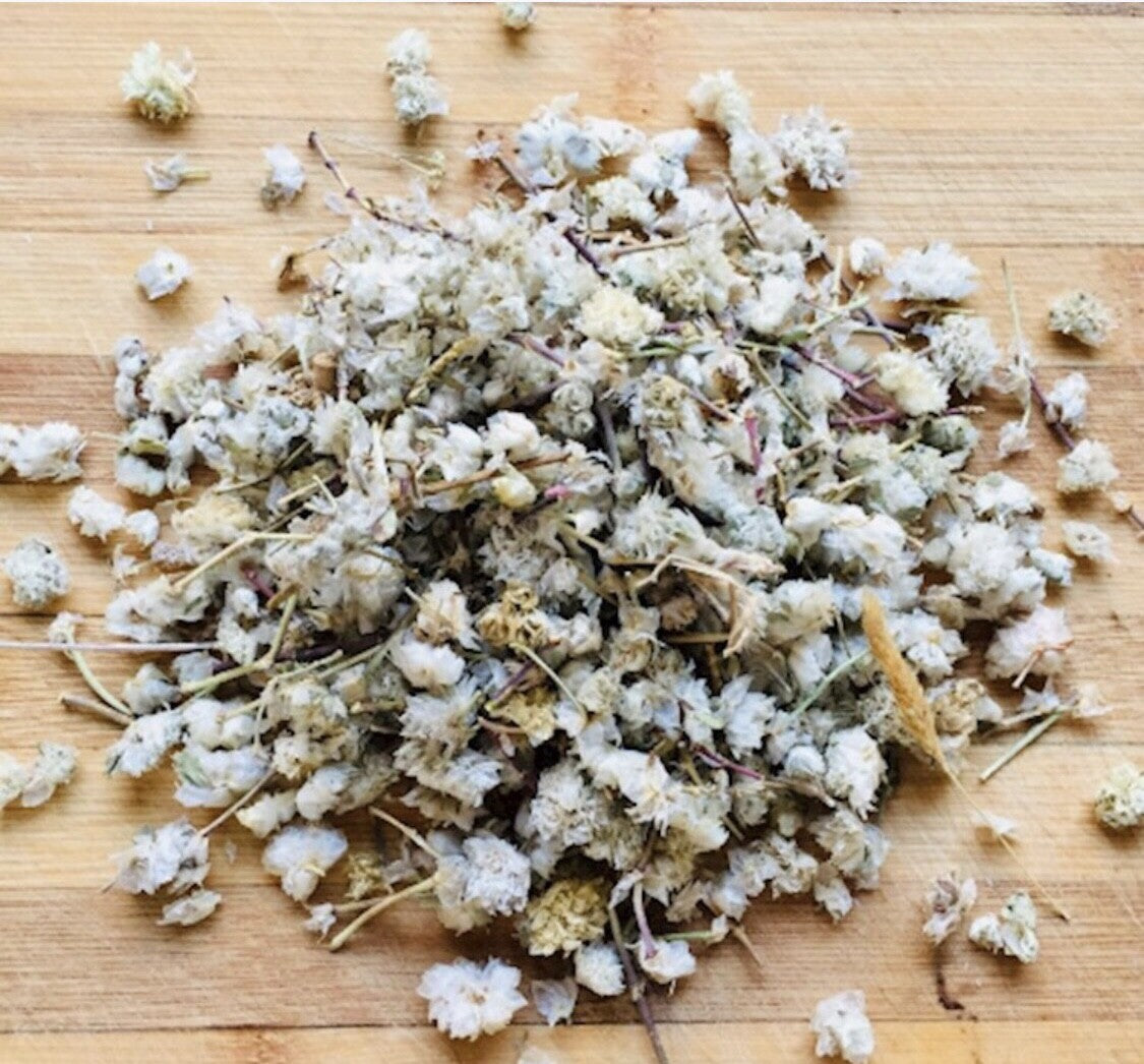 Paronychia argentea - رجل الحمامة