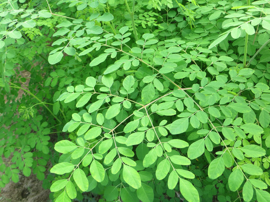 المورينجا - Moringa