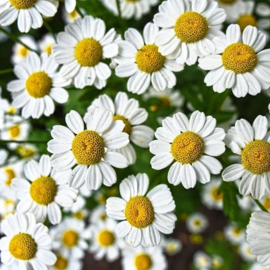 Chamomile - البابونج