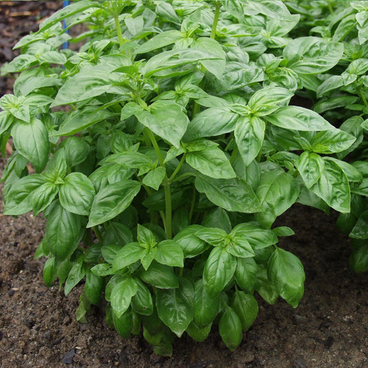 ريحان - Basil