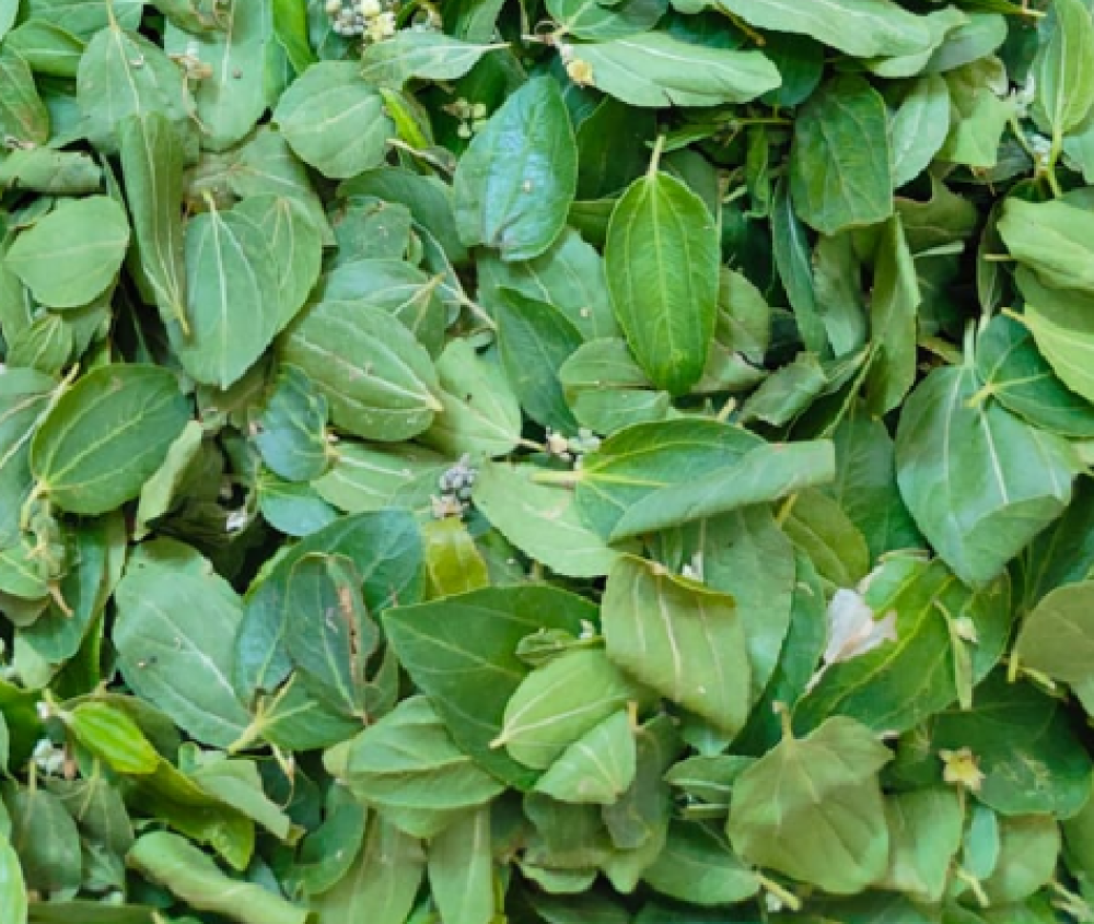 Sidr Leaves - ورق السدر