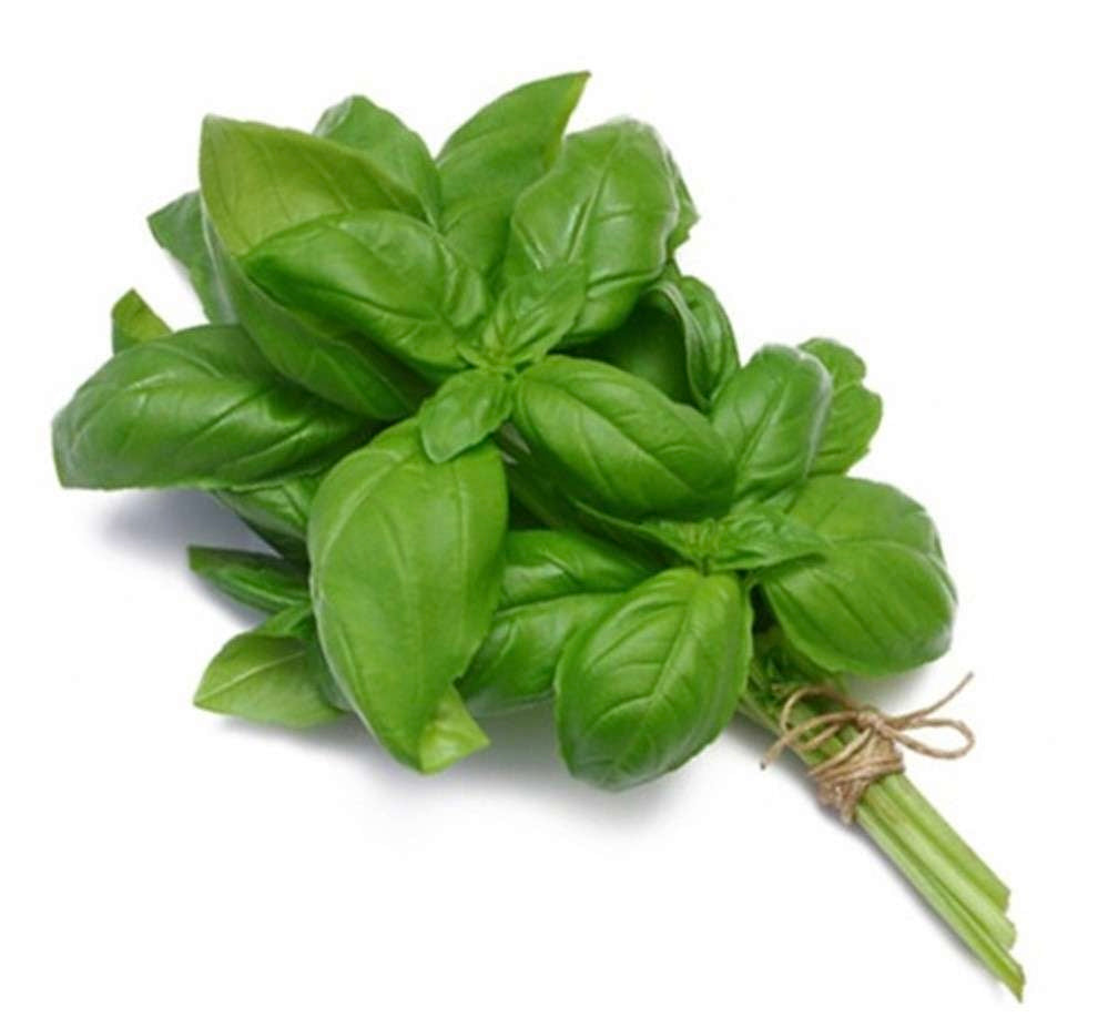 ريحان - Basil