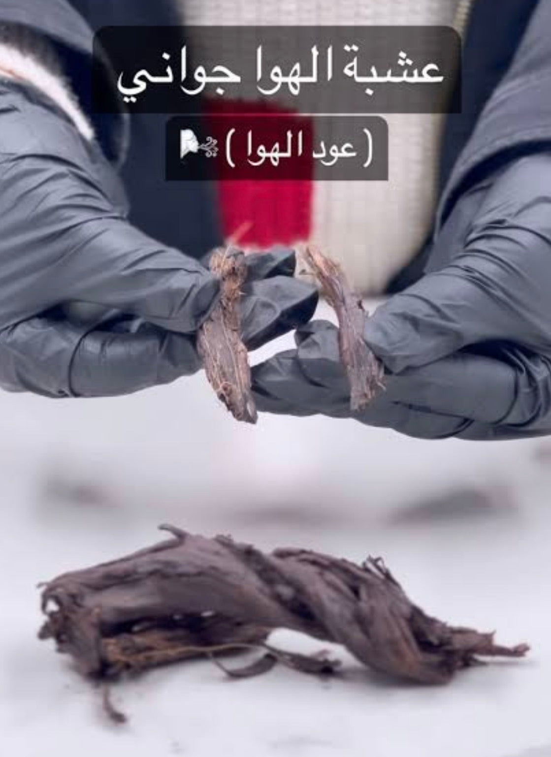 هواجواني/الكانا/عود الهوا - Alkanna Tinctoria