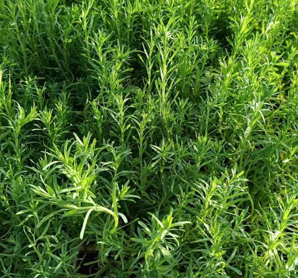 الزَّعتر الفارسي - Persian Thyme