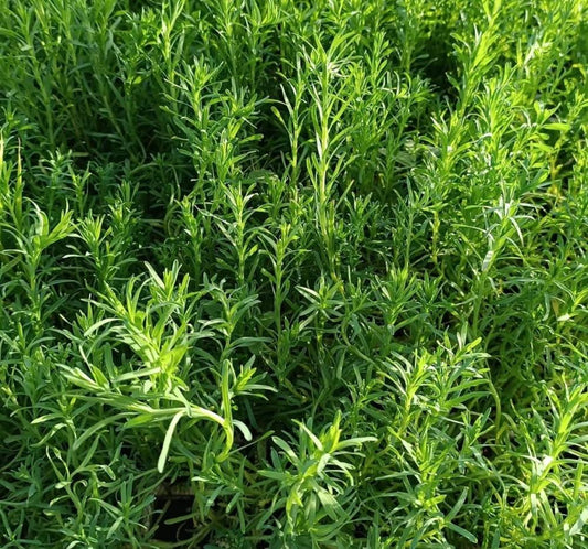 الزَّعتر الفارسي - Persian Thyme