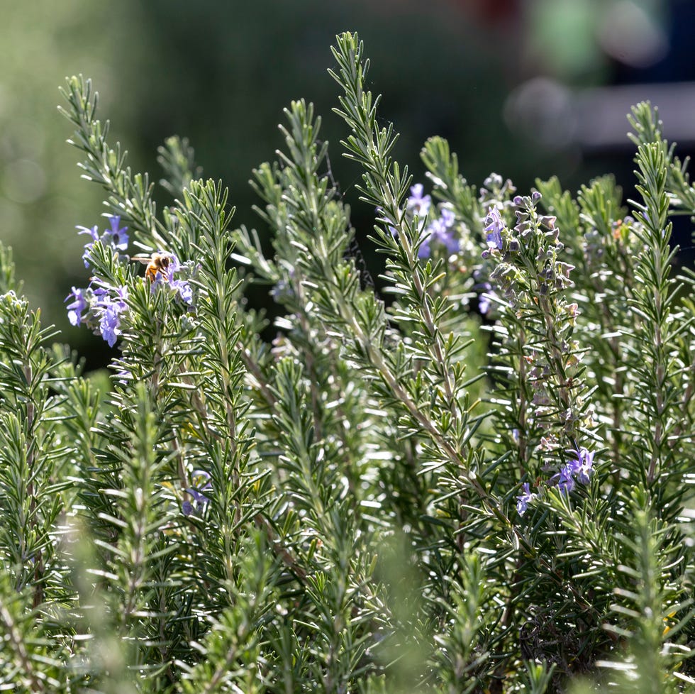 إكليل الجبل - Rosemary