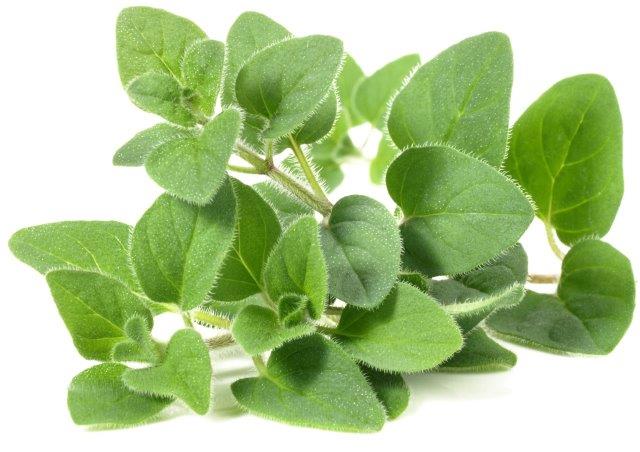 اوربجانو - Oregano