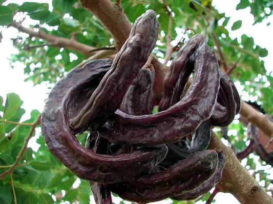 الخروب - Carob