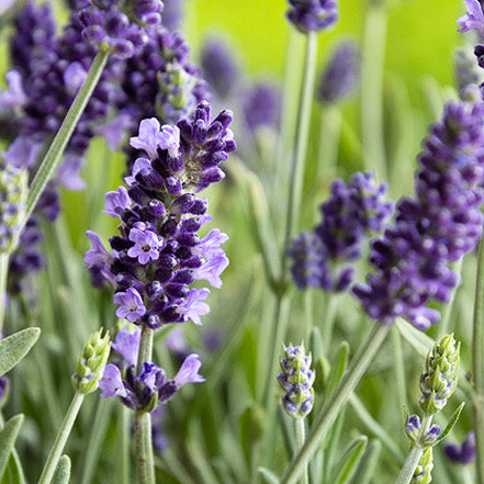 Lavender- زهرة الخزامى (لافندر)
