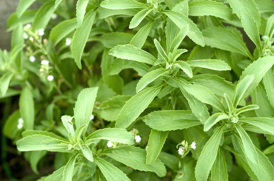 Stevia Leaves- ستيفيا