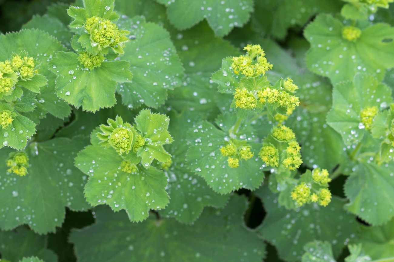 رجل الأسد - Lady’s Mantle