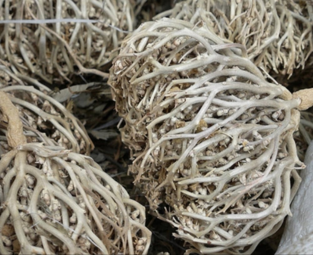 Chaste Tree  (Vitex agnus-castus) - كف مريم