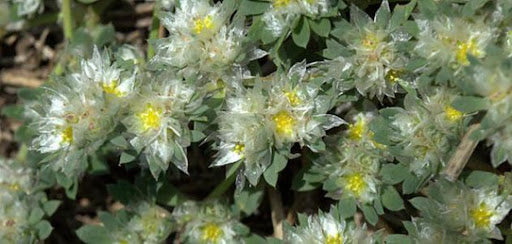 Paronychia argentea - رجل الحمامة