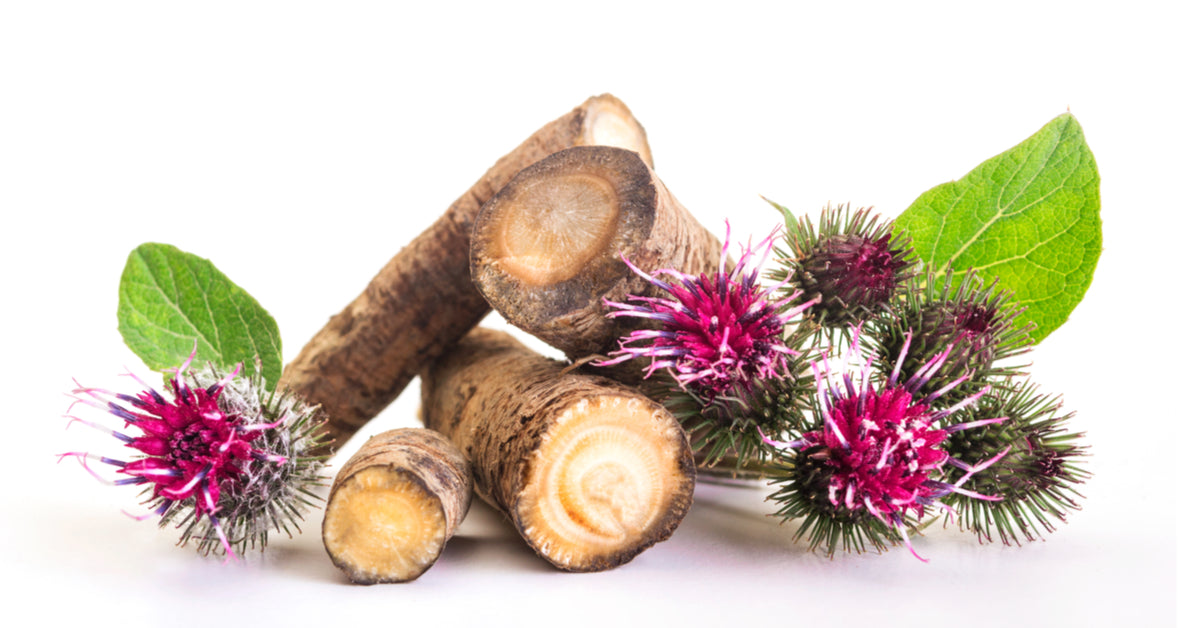 الأرقطيون - Burdock