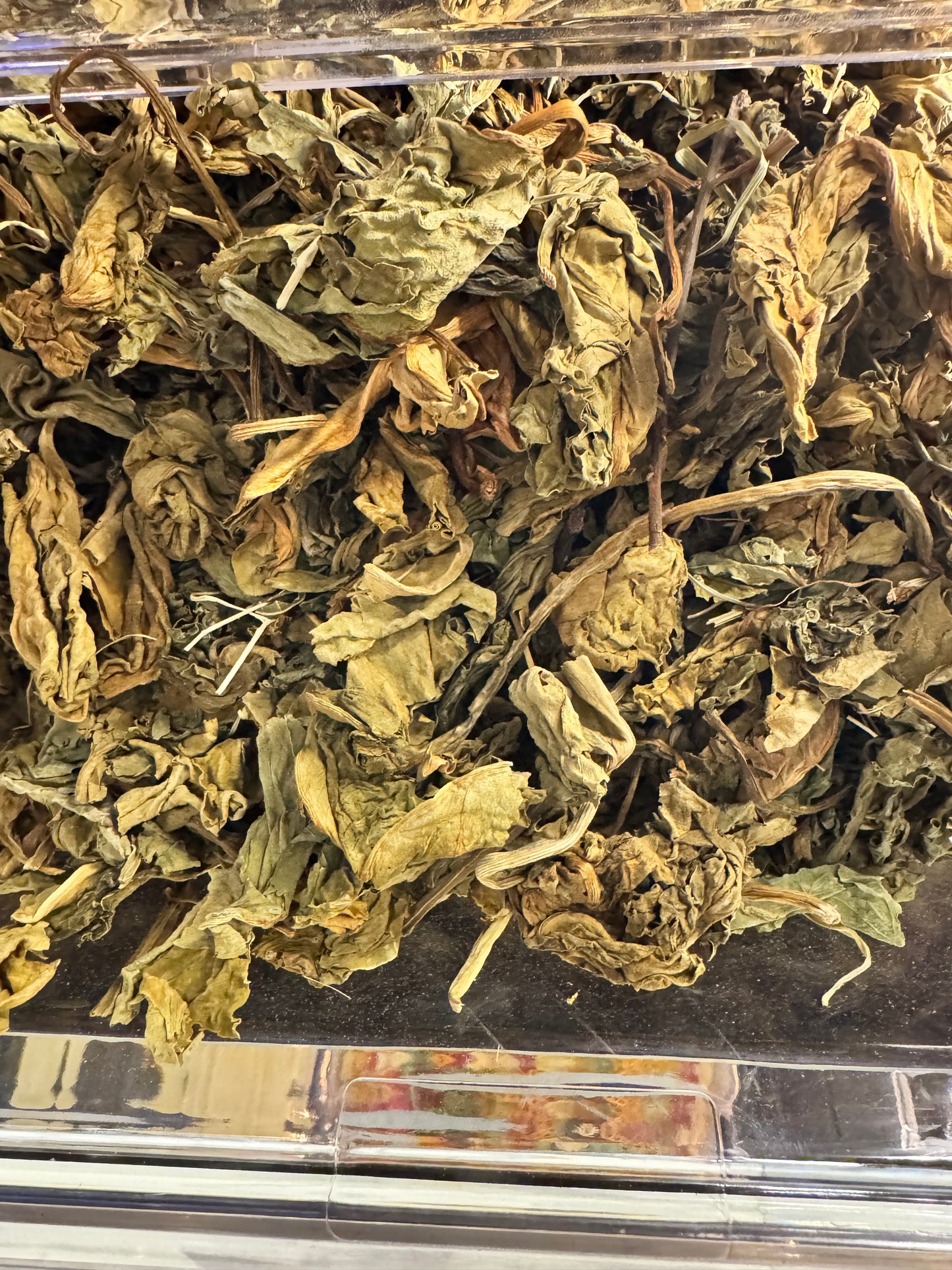 رجل الأسد - Lady’s Mantle