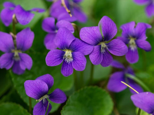 زهرة البنفسج - Violet flower