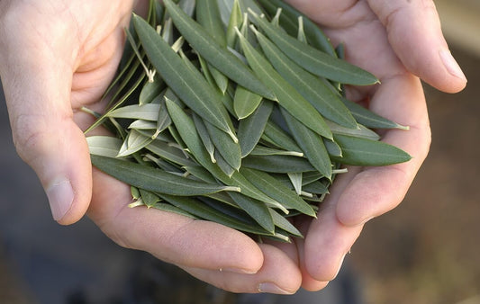 Olive Leaves - ورق الزيتون